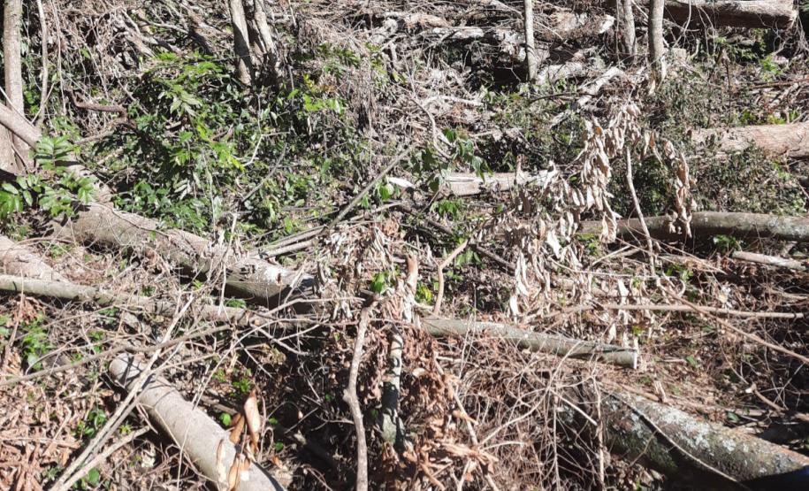 Foto de área desmatada