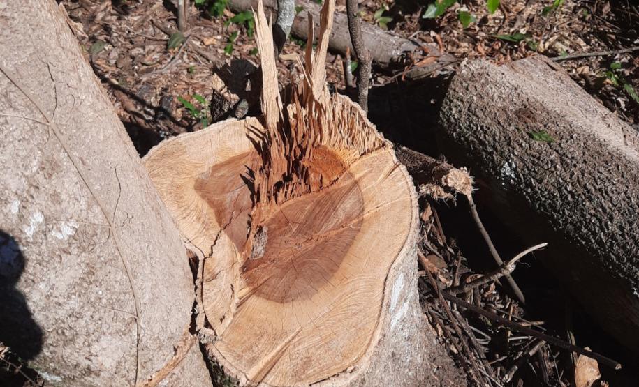 Foto de área desmatada