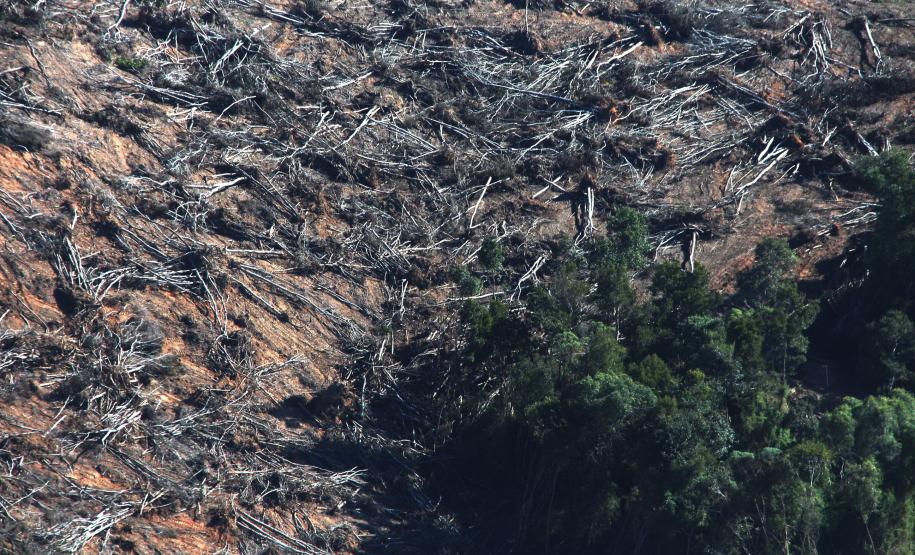 imagem área de desmatamento