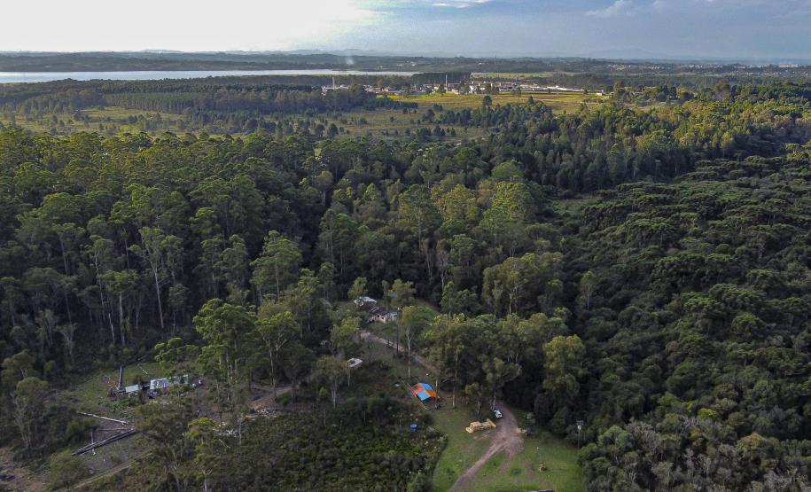 Foto aérea de floresta