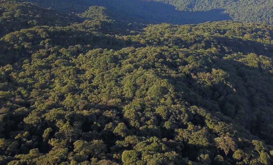 Foto área de floresta