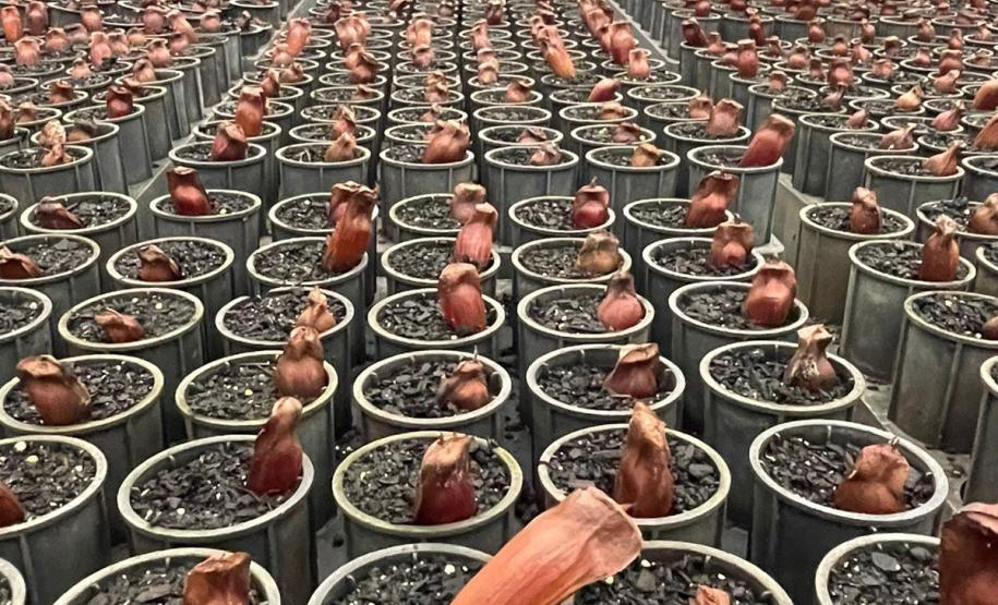 Foto de várias mudas de araucária plantadas