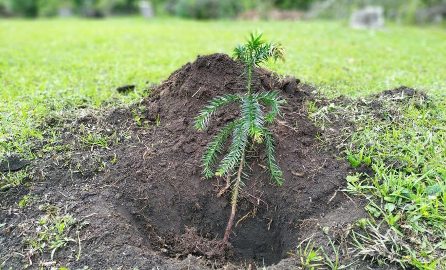 Foto de muda de araucária plantada
