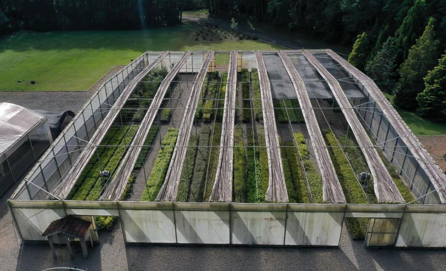 Foto de viveiro de Aauc[arias