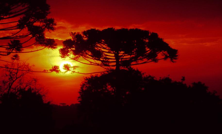 Foto de araucária em frente ao pôr do sol