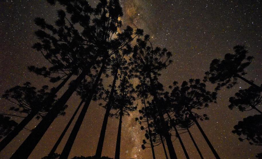 Foto de várias araucárias à noite