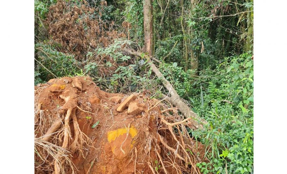 Fiscais do Instituto Água e Terra (IAT) detectaram 245,42 hectares de vegetação nativa retirada ilegalmente e emitiram 167 Autos de Infração Ambiental no Sudoeste do Paraná