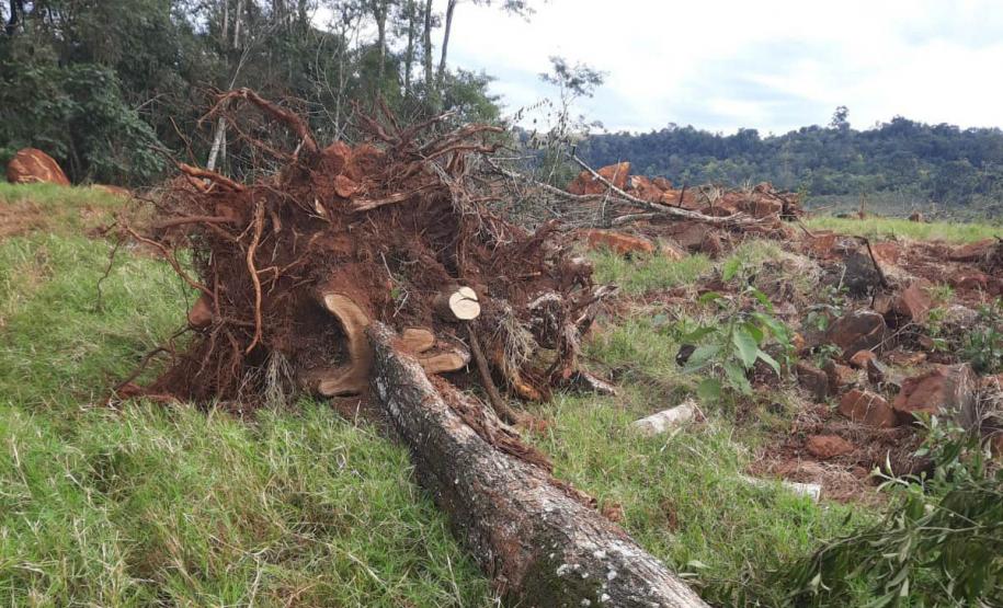Fiscais do Instituto Água e Terra (IAT) detectaram 245,42 hectares de vegetação nativa retirada ilegalmente e emitiram 167 Autos de Infração Ambiental no Sudoeste do Paraná