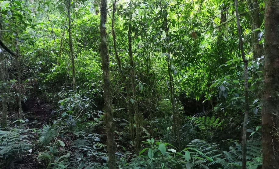 Foto aérea de floresta