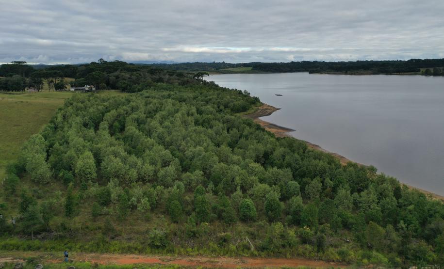 Foto aérea de floresta