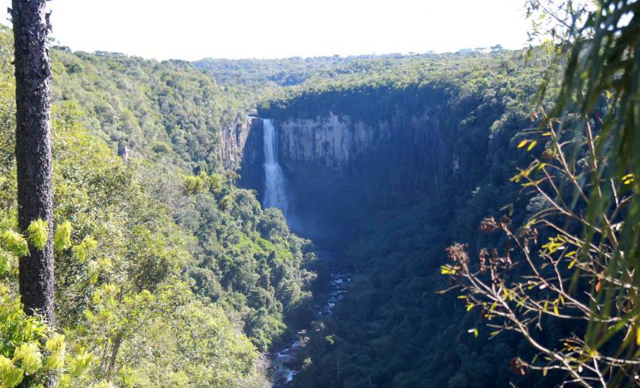 Foto aérea de floresta com cachoeira