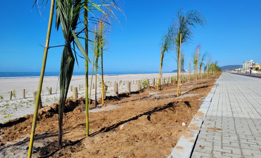 Foto de canteiro de replantio de restinga