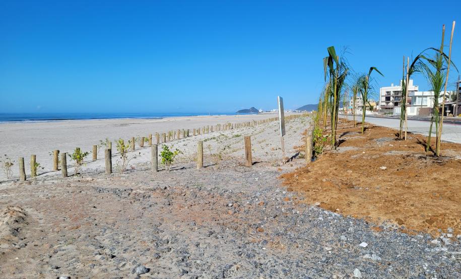 Foto de canteiro de replantio de restinga