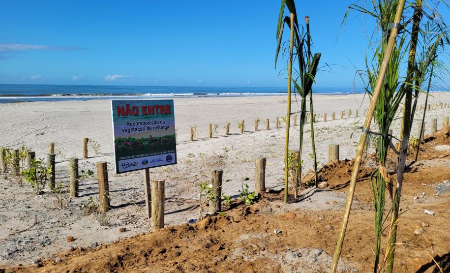 Foto de canteiro de replantio de restinga