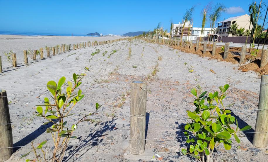 Foto de canteiro de replantio de restinga