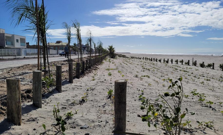 Foto de canteiro de replantio de restinga