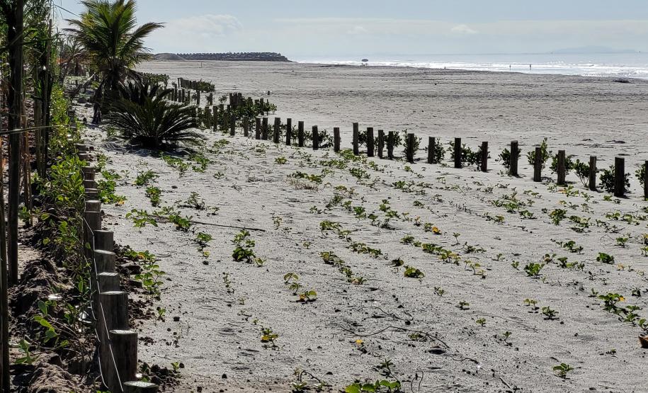 Foto de canteiro de replantio de restinga