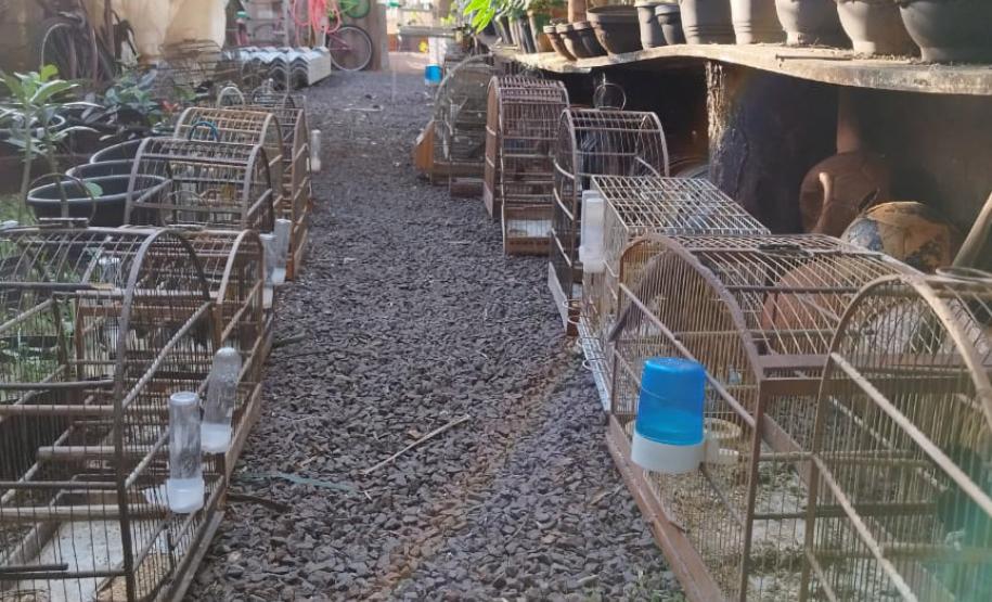 Fiscais do IAT apreenderam 56 aves, de 13 espécies diferentes, em Assis Chateaubriand, na Região Oeste