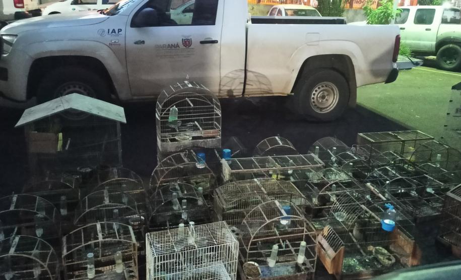 Fiscais do IAT apreenderam 56 aves, de 13 espécies diferentes, em Assis Chateaubriand, na Região Oeste