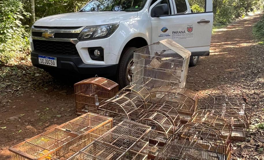 Fiscais do IAT apreenderam 56 aves, de 13 espécies diferentes, em Assis Chateaubriand, na Região Oeste