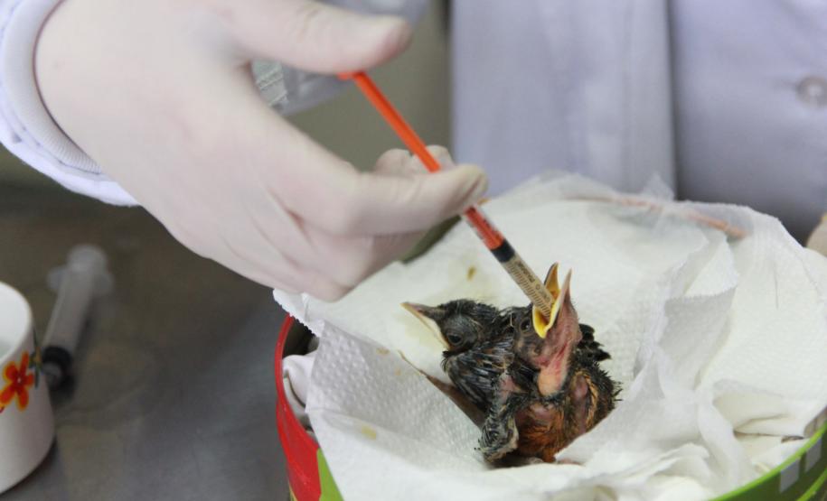 IAT e Unioeste renovaram por mais um ano o convênio que permite o funcionamento do Centro de Atendimento à Fauna Silvestre (CAFS) de Guarapuava