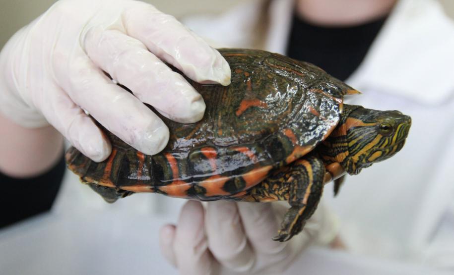 IAT e Unioeste renovaram por mais um ano o convênio que permite o funcionamento do Centro de Atendimento à Fauna Silvestre (CAFS) de Guarapuava