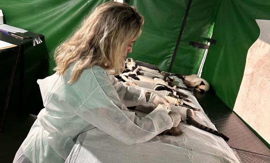 Com fim do terceiro ciclo, Castrapet Paraná chega a quase 70% dos municípios