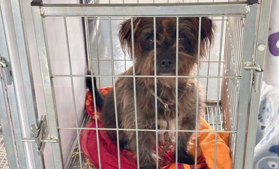 Com fim do terceiro ciclo, Castrapet Paraná chega a quase 70% dos municípios