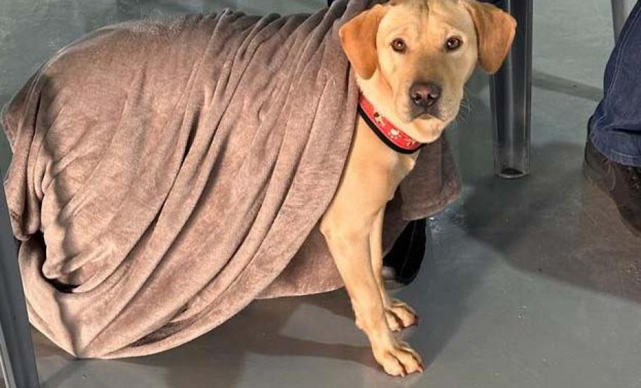 Com fim do terceiro ciclo, Castrapet Paraná chega a quase 70% dos municípios