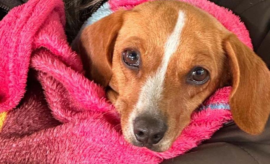 Com fim do terceiro ciclo, Castrapet Paraná chega a quase 70% dos municípios