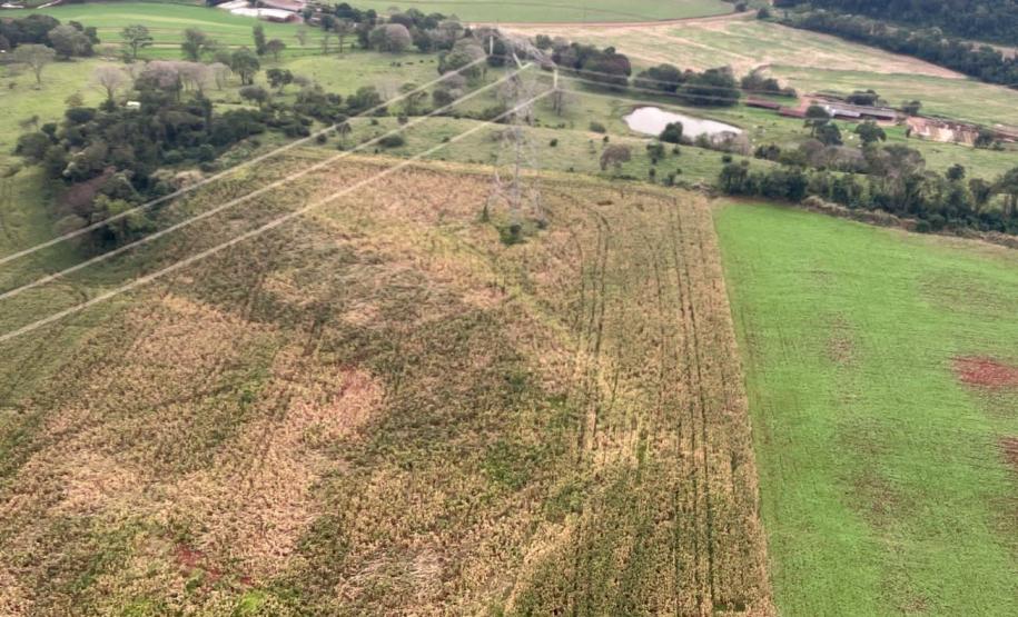 Operação do IAT identifica 17 hectares de desmatamento ilegal na região Oeste