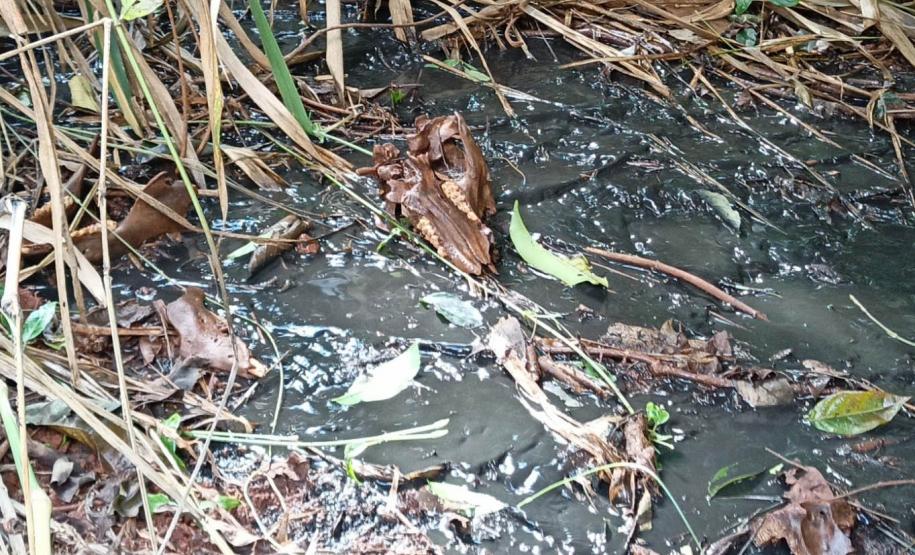 Foto de vegetação com dejetos