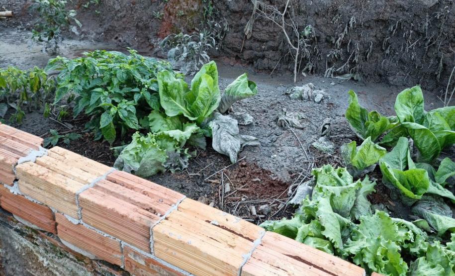 Foto de vegetação com dejetos