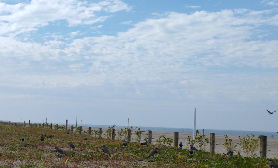 Foto de restinga com quero-queros