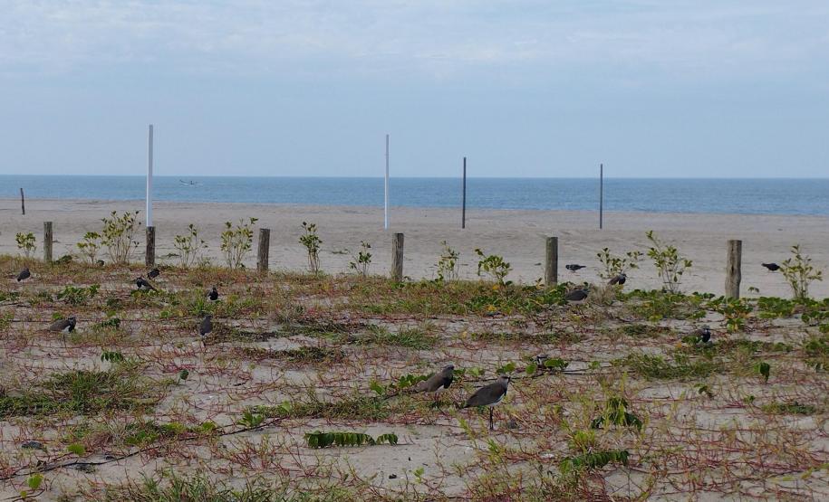 Foto de restinga com quero-queros