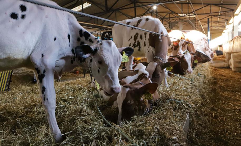 Instituto Água e Terra concedeu a Licença Ambiental de Operação que permite o início da construção de uma nova sede da Frísia Cooperativa Agroindustrial em Ponta Grossa