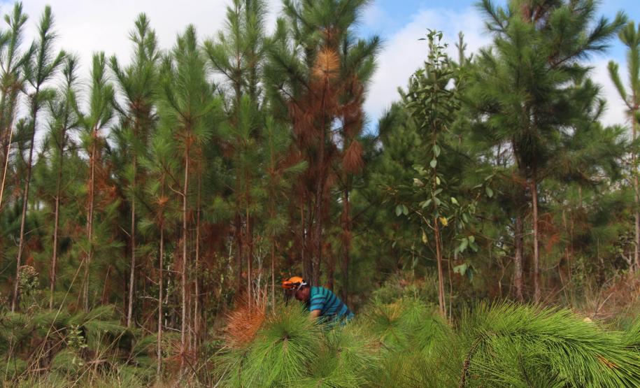 extração de PINUS