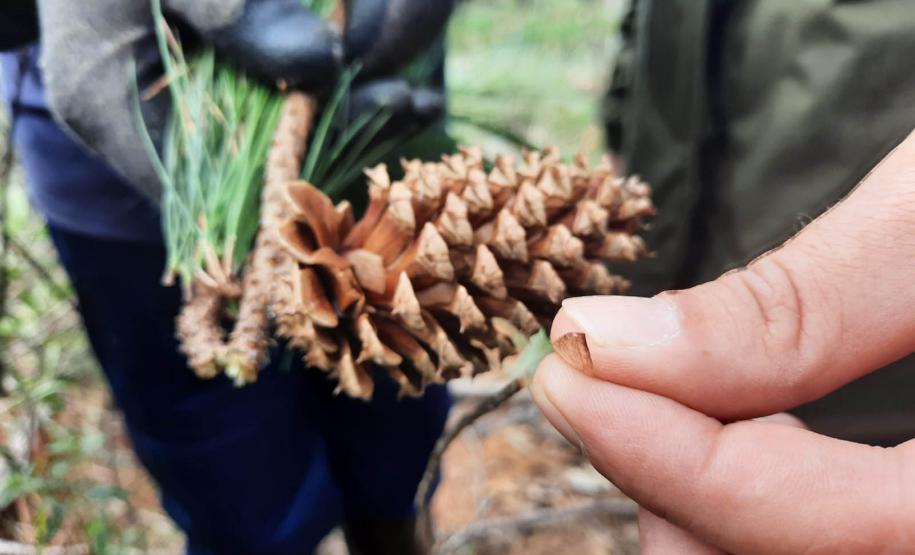 EXTRAÇÃO DE PINUS