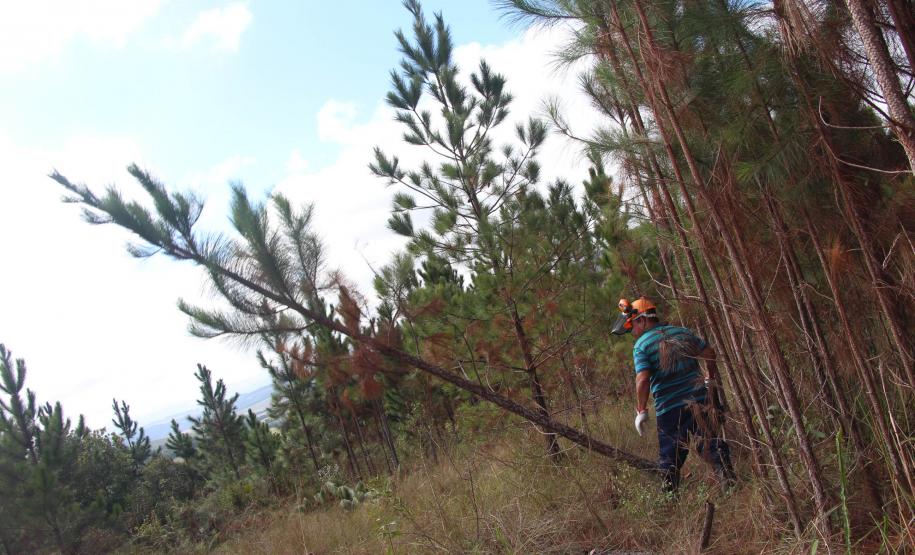 EXTRAÇÃO DE PINUS