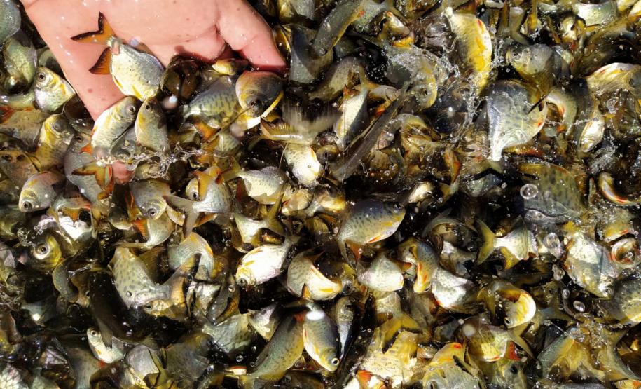 Programa Rio Vivo:Governo do Estado planeja repovoar os rios que cortam o Paraná com 10 milhões de peixes nativos até 2026