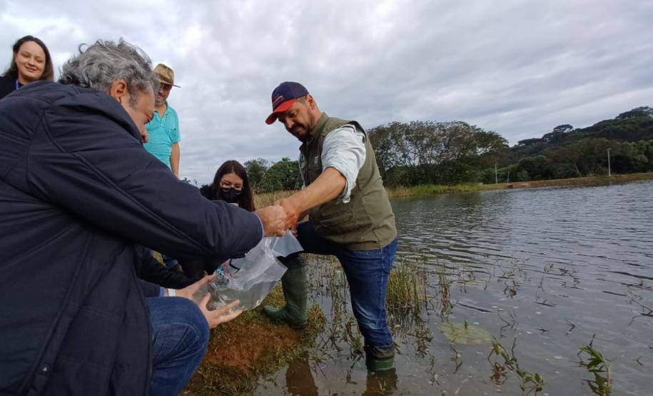 Programa Rio Vivo:Governo do Estado planeja repovoar os rios que cortam o Paraná com 10 milhões de peixes nativos até 2026