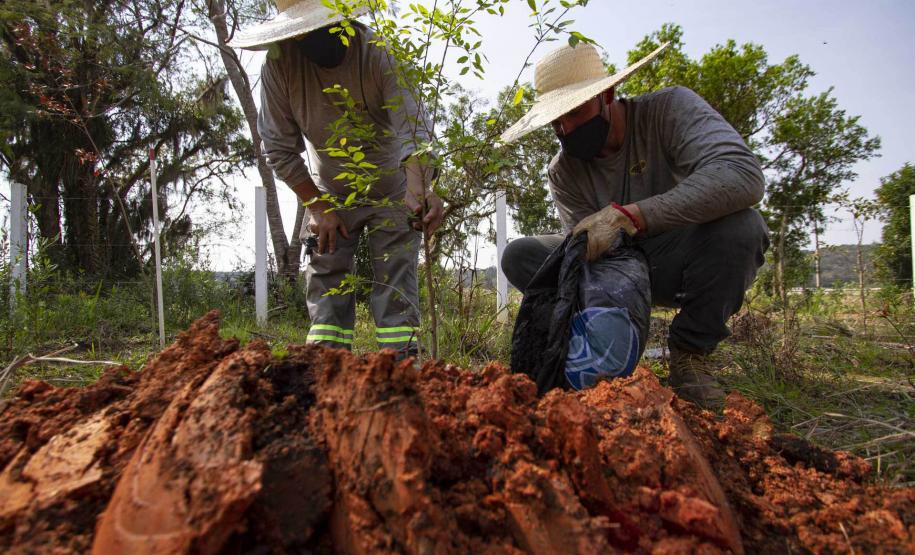Trabalhadores mexendo na terra