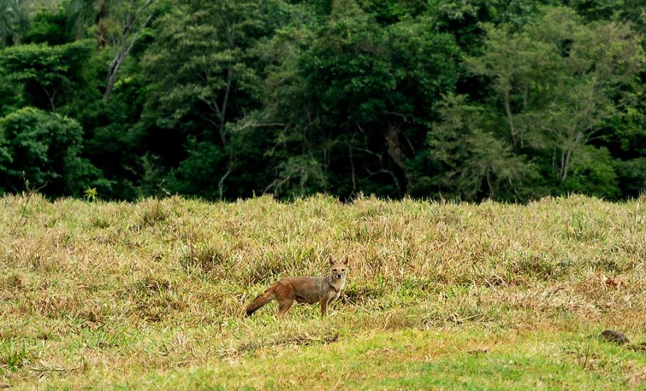 Foto de corredor verde com raposa