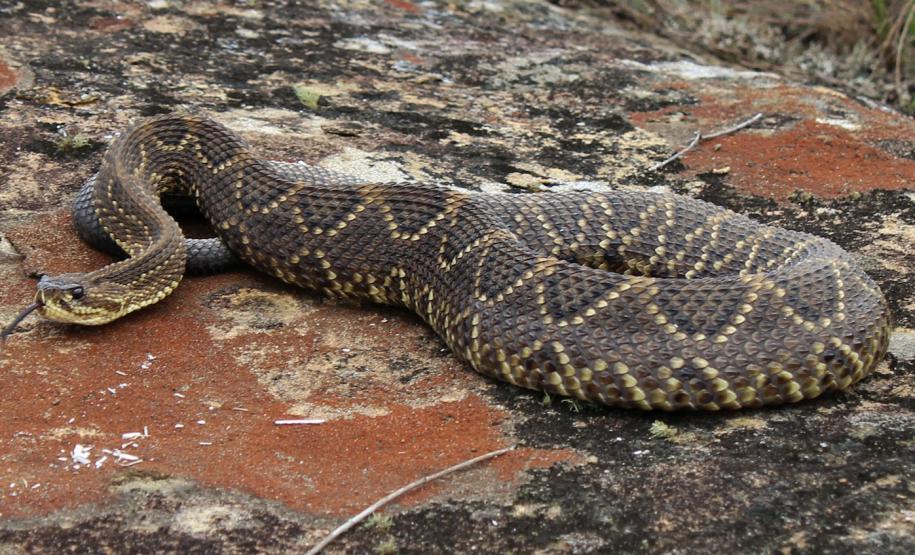 Varredura contra proliferação de espécies exóticas já ultrapassou a metade da área de Vila Velha