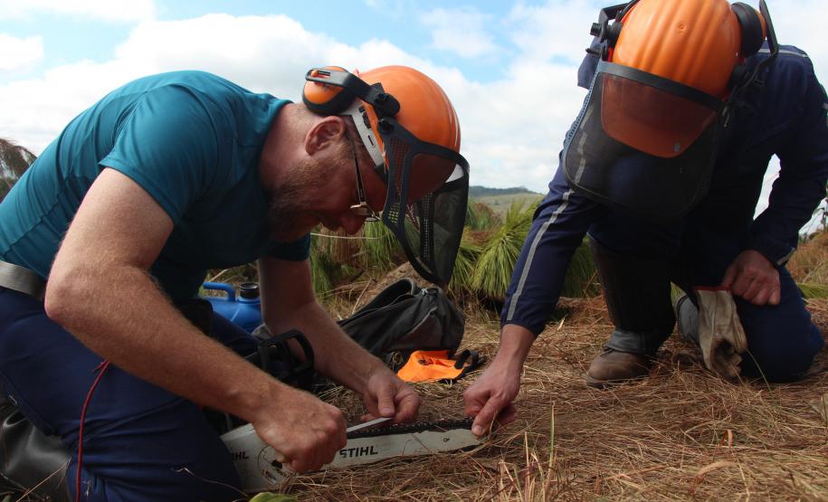Varredura contra proliferação de espécies exóticas já ultrapassou a metade da área de Vila Velha