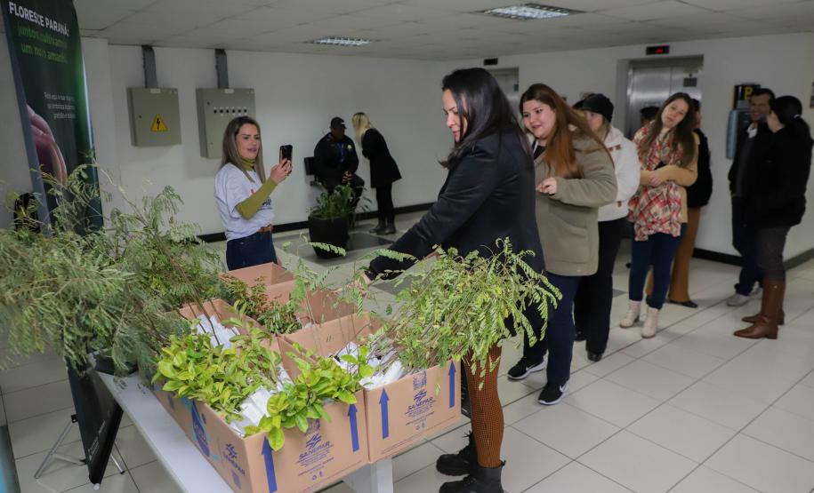 Fila para recepção de mudas