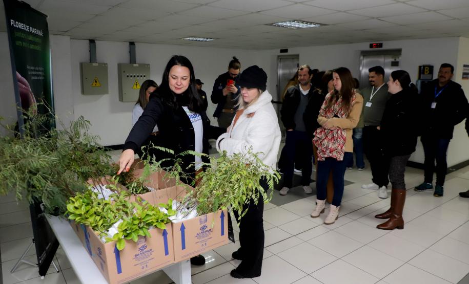 Fila para recepção de mudas