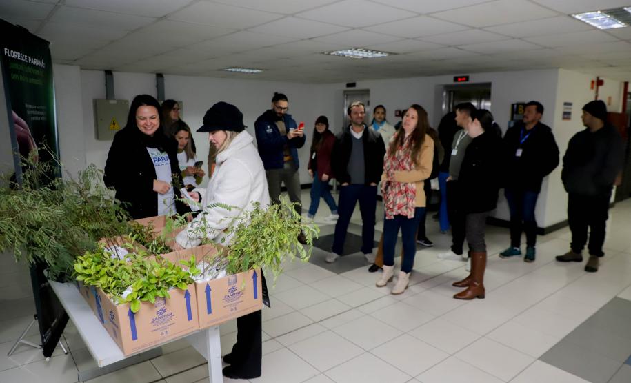 Fila para recepção de mudas