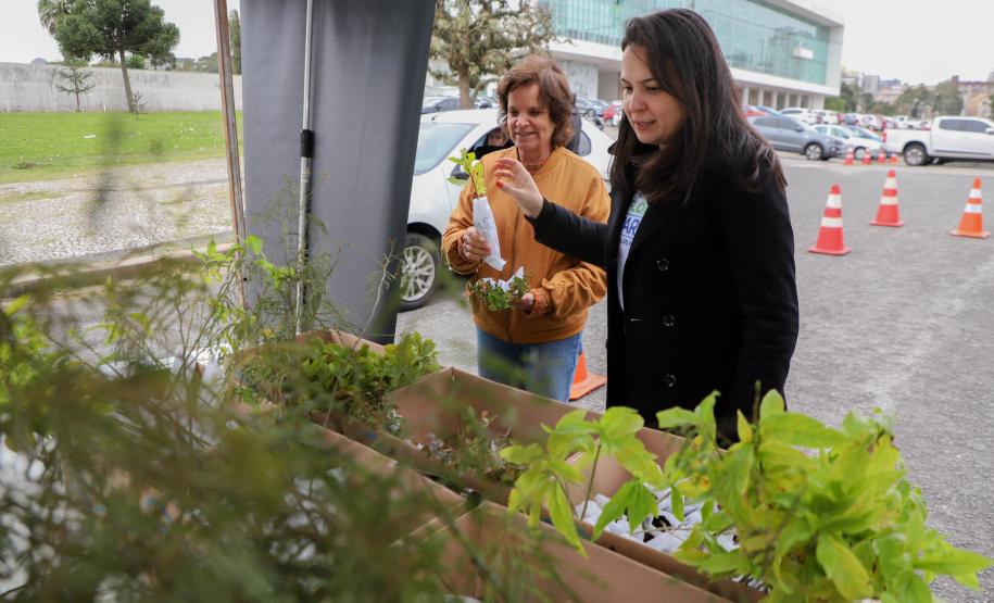 Representante do IAT explicando sobre as mudas para uma civil.