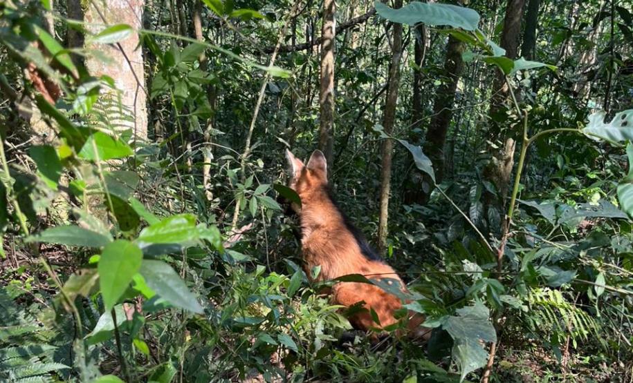 Lobo Guará na floresta